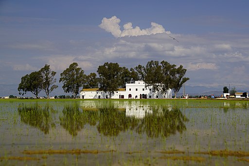Reflejos en los arrozales del Delta del Ebro