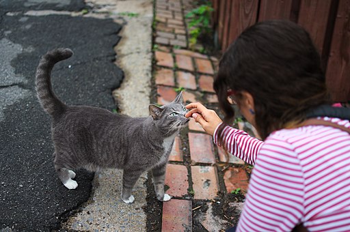 Cat being petted by Santamarcanda in Rue Holt, Montreal