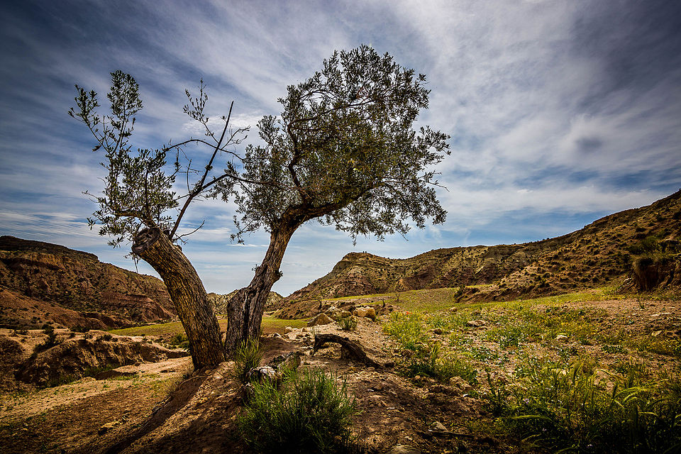 Archivo:Olive Tree.jpg