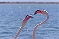 Dos flamencos peleándose en las Salinas y Arenales de San Pedro del Pinatar.jpg