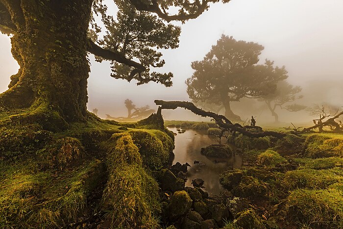 O Fanal (Madeira). Imagen ganadora de WLE 2015 en España y Portugal. Jnvalves, CC BY-SA.