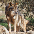 Lobo ibérico (Canis lupus signatus).png