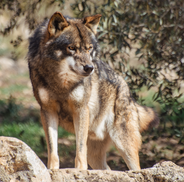 Archivo:Lobo ibérico (Canis lupus signatus).png