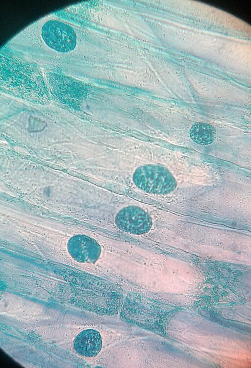 Celula eucariota vegetal cebolla