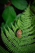Speckled wood (Pararge aegeria).jpg