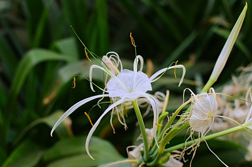 Hymenocallis littoralis in the Weyler's Square 02