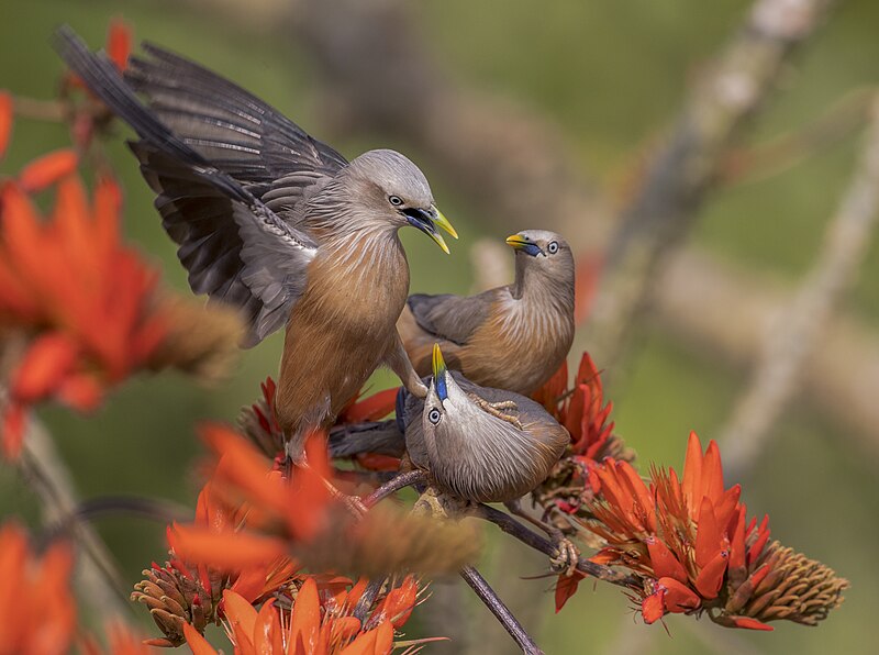 Archivo:Chestnut-tailed starling - কাঠ শালিক.jpg